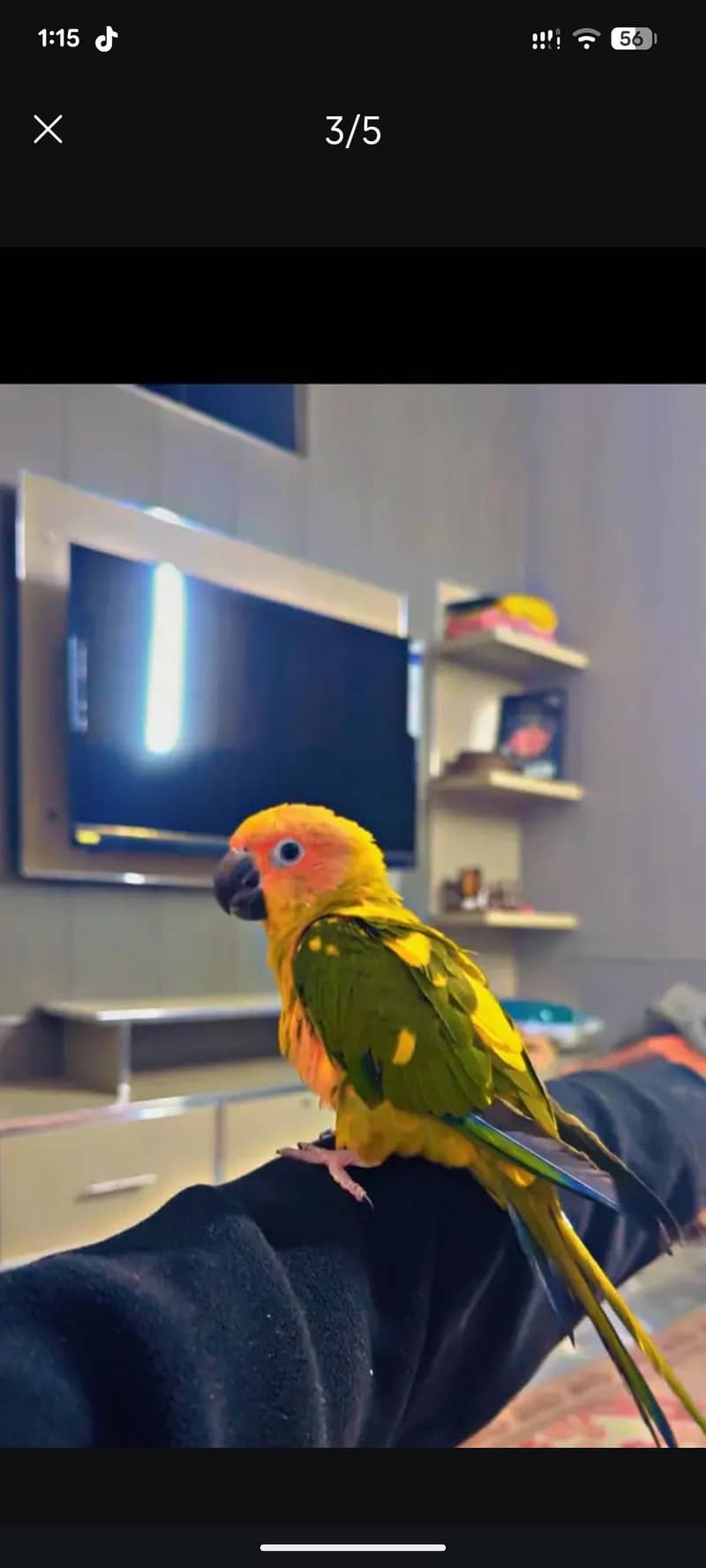 Sunconure 3