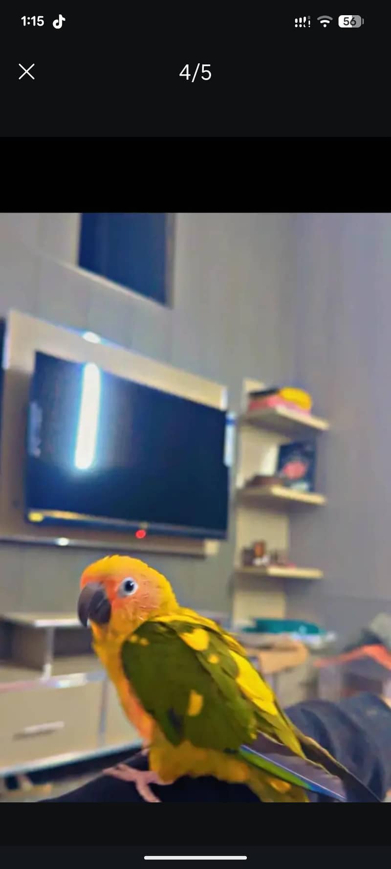 Sunconure 5