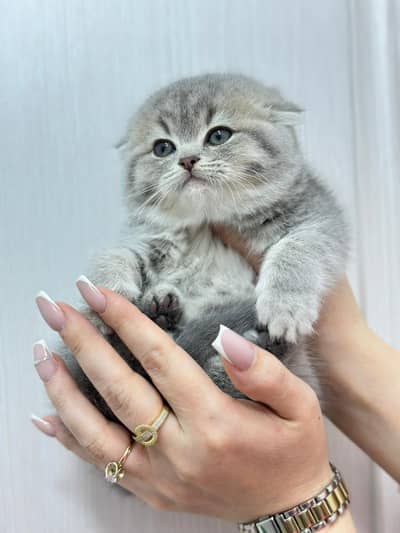 Scottish fold