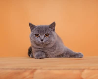 British shorthair