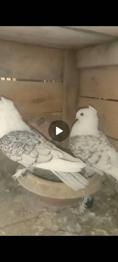 satinat bareedr pair