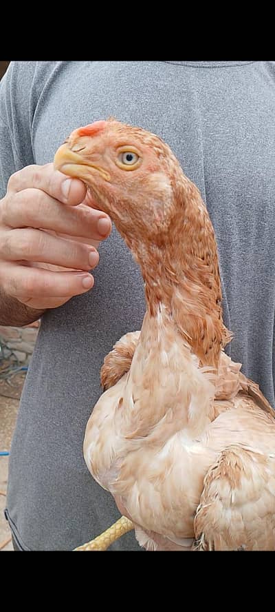 indian longtail parrot beak