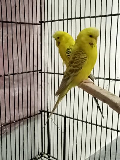 Lemon TCB bonded pair