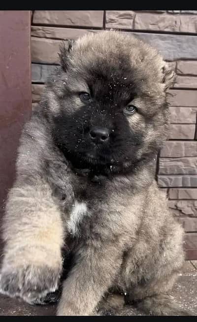 Caucasian shepherd