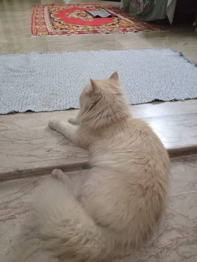 Triple coat rusty for sale.   W/no. 03222494350