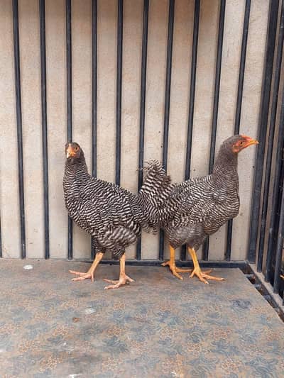 Plymouth and more breeds