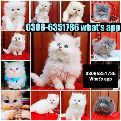 CASH ON DELIVERY  Original Persian kittens are available