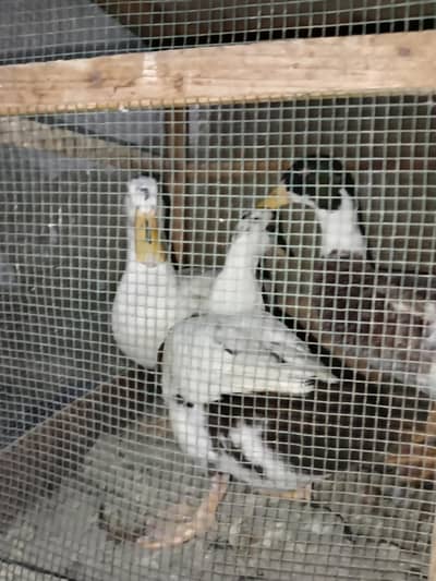 RiR hens/playmouth hen /cock/ducks/chines cock/