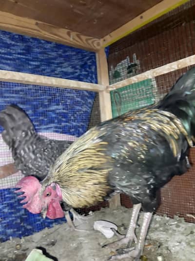 RiR hens/playmouth hen /cock/ducks/chines cock/