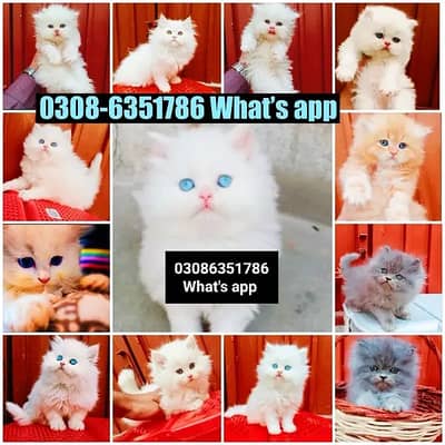 CASH ON DELIVERY  Top Quality Breeds Energetic kittens cat baby