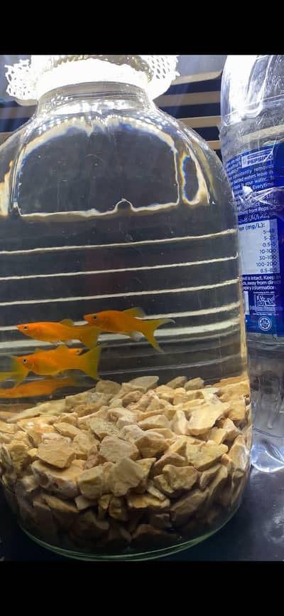 Golden moon tail platy