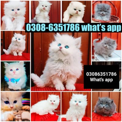 CASH ON DELIVERY High Quality Persian kittens