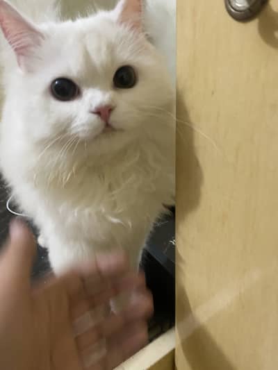 Loving cat male available