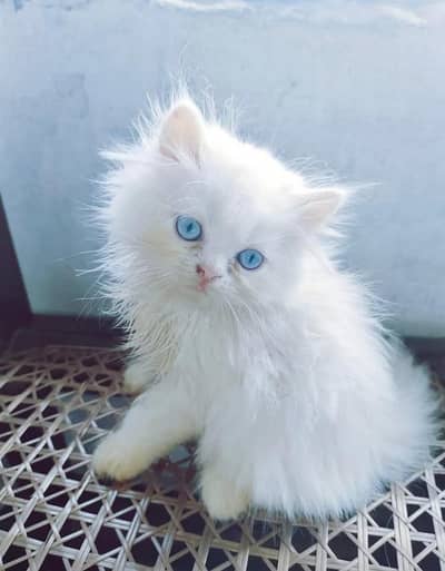 Show quality Persian kittens for sale (adult cats on adoption)