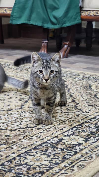 Kitten available for adoption