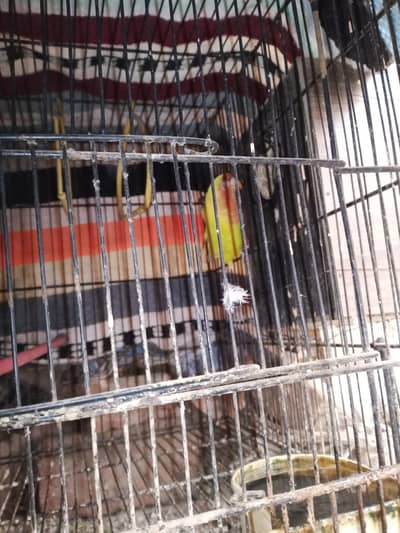 healthy breeder 2500 ka pair