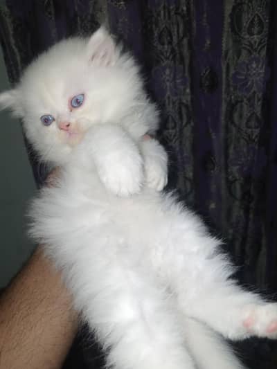 Persian Kitten Triple Coated for sale