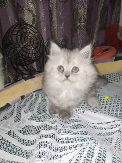 Persian Kitten Triple Coated for sale