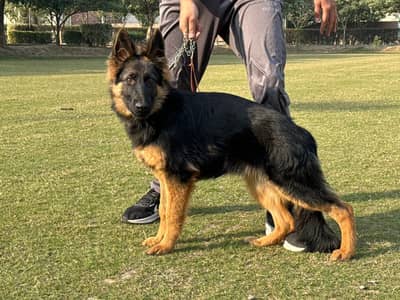 German Shepherd  Female