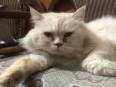 Persian male available for meeting not for sale number 03182278710