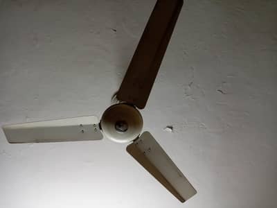 Royal used fans