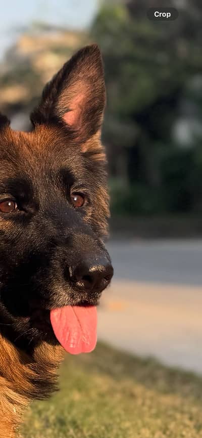 Show Class Confirm Breeder Female