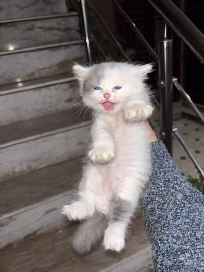triple fur . . Persian kitten