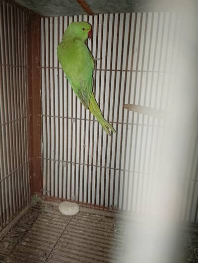 ringnack for sale 8500