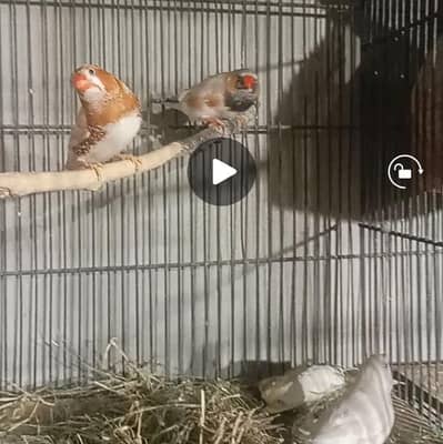 Half orange pair and bfbb male