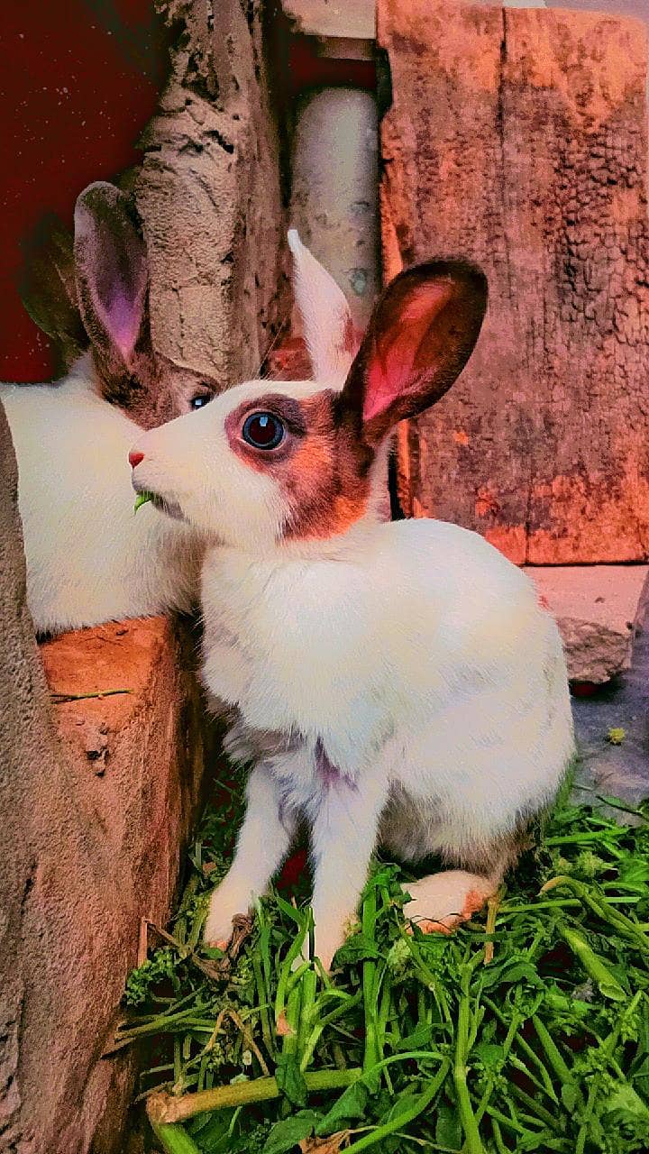 female rabbit - Rabbits - 1109978607
