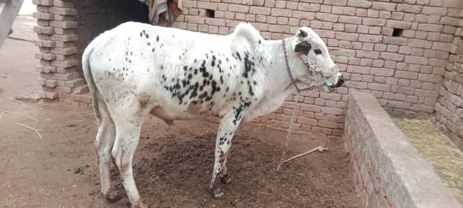 دوندہ بیل خوبصورت نسل اچھےقدکاٹ کا