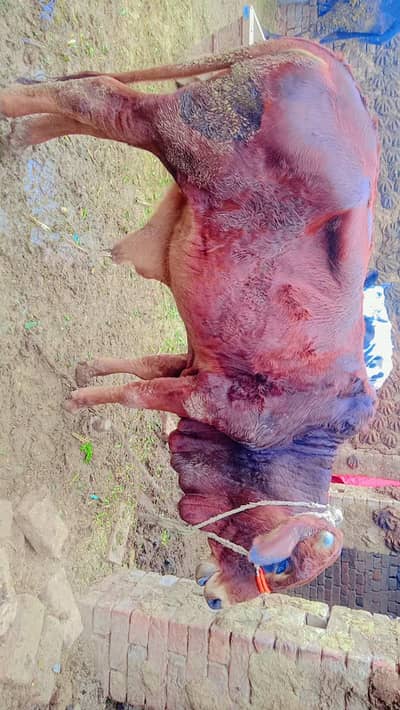 wehri or wachaa for sale