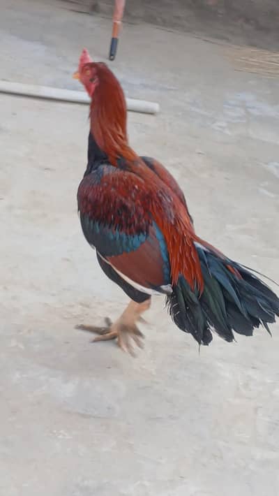 Aseel Murga For Sale. .