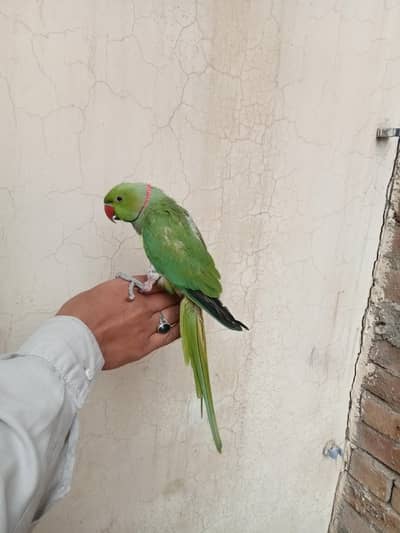 hand tame parrot male for sale 03052593845