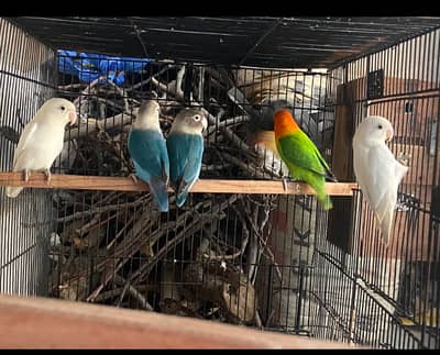 Love birds