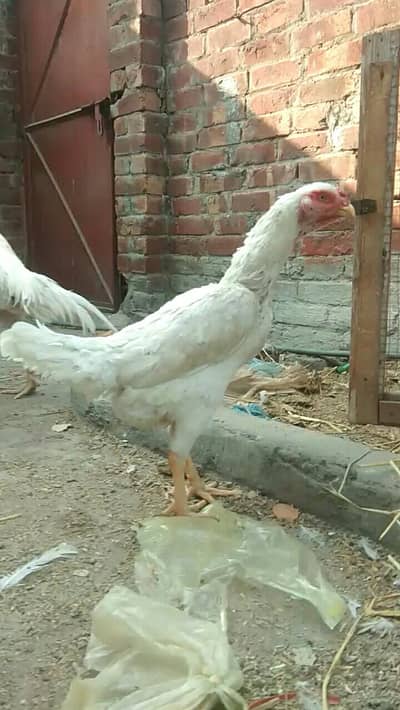 pure white shamo female