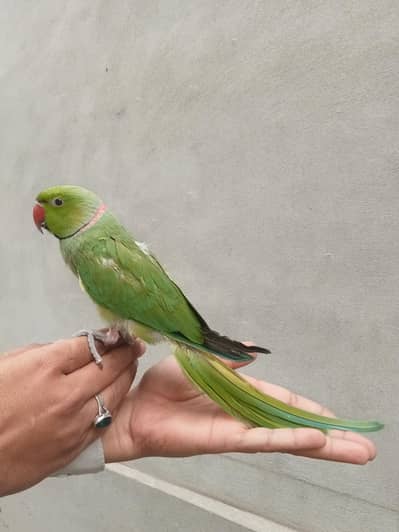 hand tame parrot  adelt male for sale 03052593845