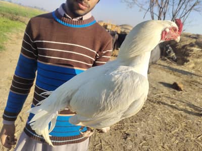 Heera Aseel Paper white pairs high quality for sale  031255=09618