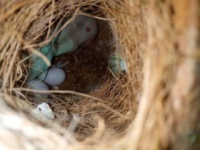 Albino red eye (read description)