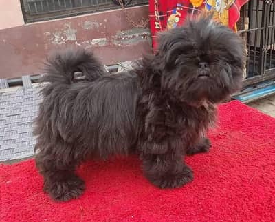 Shihtzu breeder female in black colour (very energetic and playful)