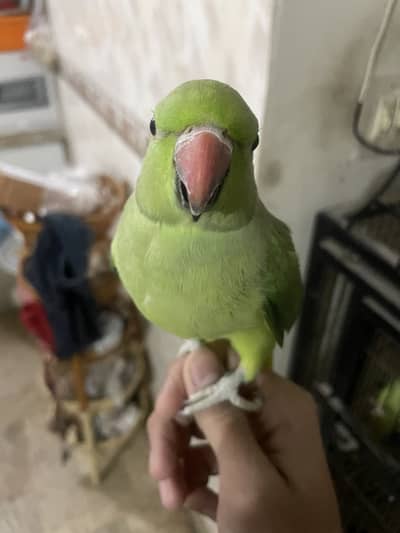 Female on Heat Hand Tamed Green Ringneck parrot