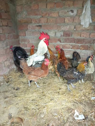 murgha and murgh urgent for sale