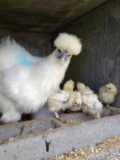 White Silkie Chicks