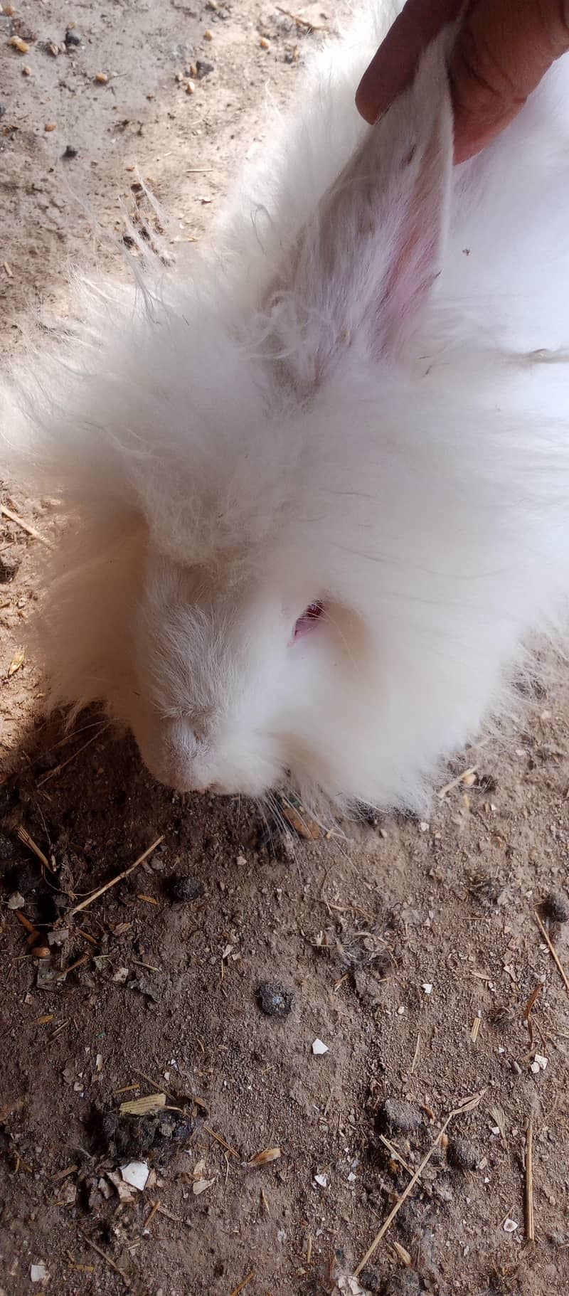 English angora rabbits read eyes babys ready for selling - Rabbits ...