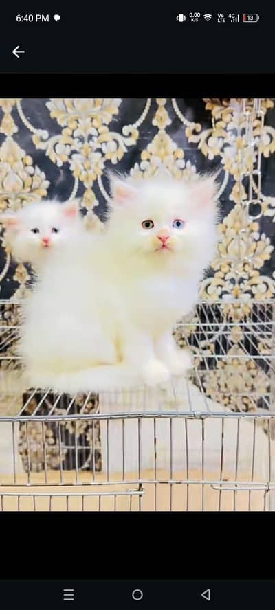 Persian beautiful cat for sale 0344/00/63/354 my WhatsApp number