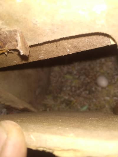 1 pair  .  .  and 1 femail  .  both are eggs in