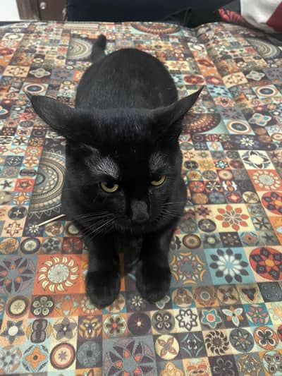 Black Persian male cat