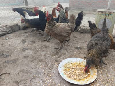 Egg laying Hens Sale