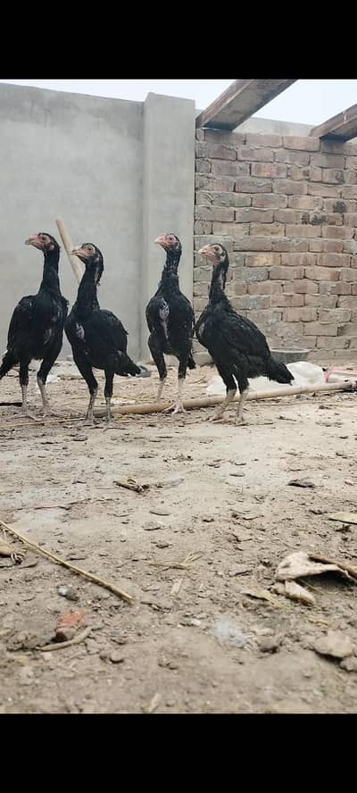 Lasani 2 pairs 5 month old