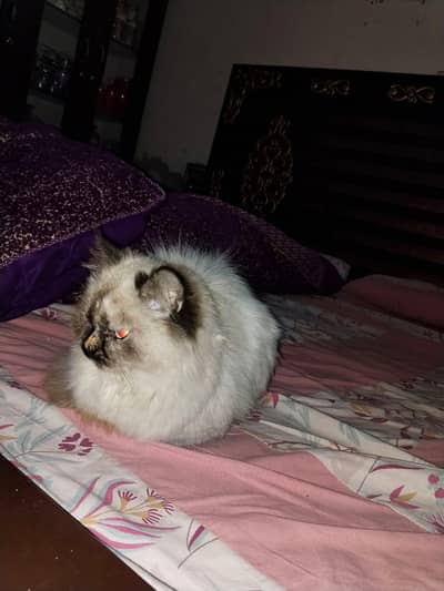 Triple Coat Himalayan Persian for Sale - Healthy & Active